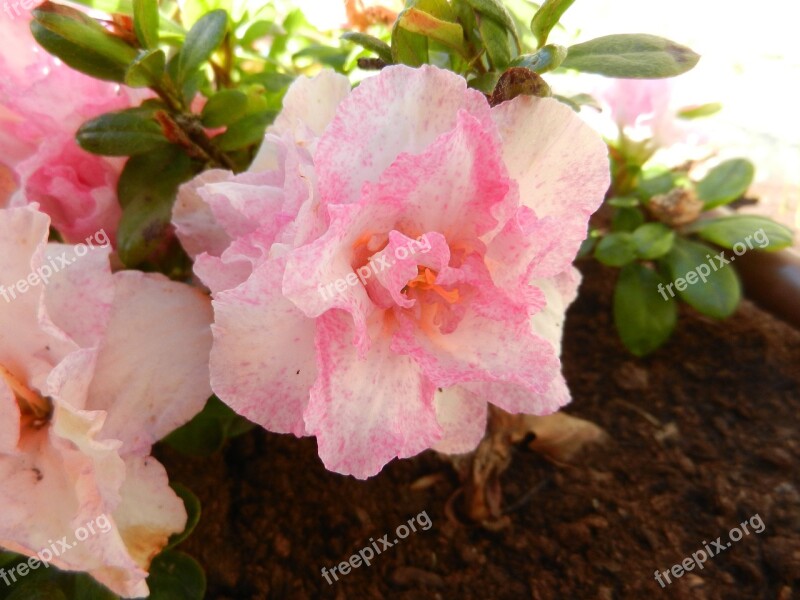 Azalea Flower Shrub Free Photos