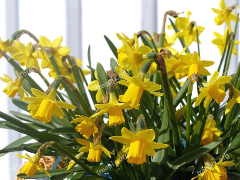 Easter Lilies Spring Yellow Wall Garden