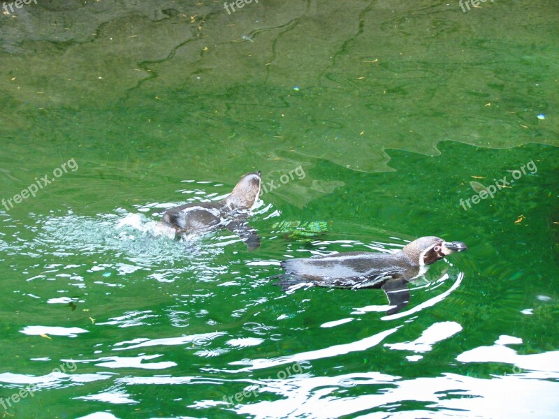 Penguin Zoo Water Green Bird