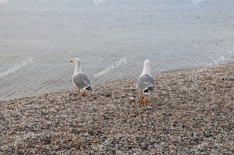 Gulls Waterfowl Sea Gulls Free Photos