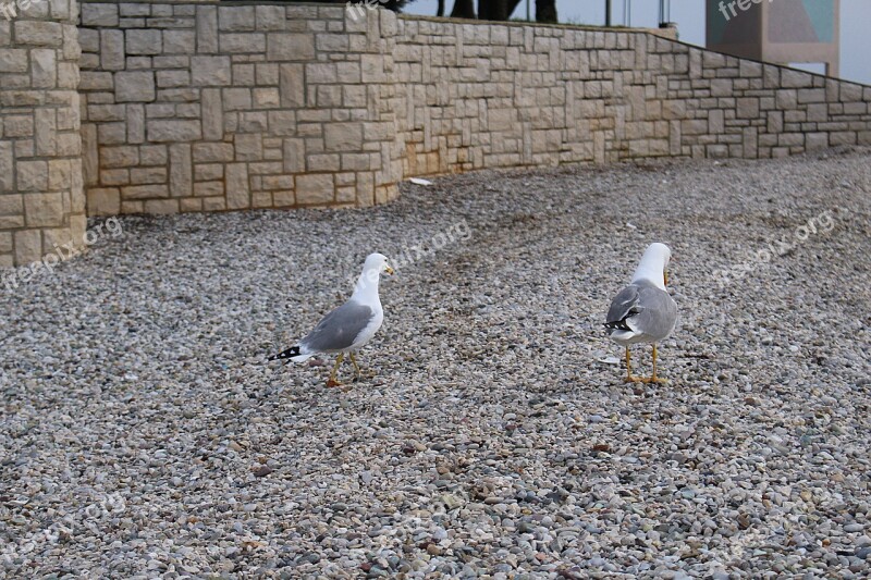 Gulls Waterfowl Sea Gulls Free Photos