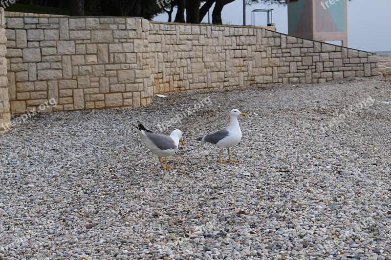 Gulls Waterfowl Sea Gulls Free Photos