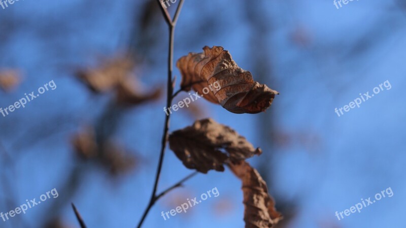 Leaves Depth Of Field Free Photos