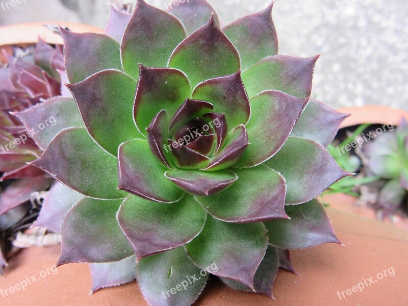 Houseleek Plant Thick Sheet Greenhouse Sempervivum Rosette