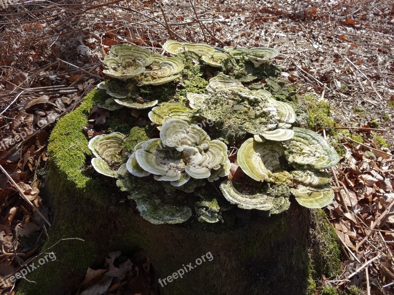 Moss Mold Mushroom Nature Forest