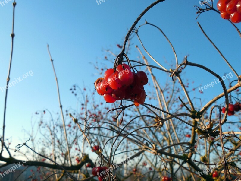 Berry Plant Fruit Red Spring