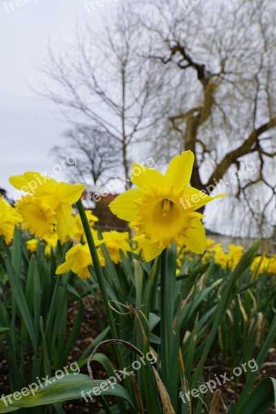 Daffodils Flowers Yellow Tuttlingen Park