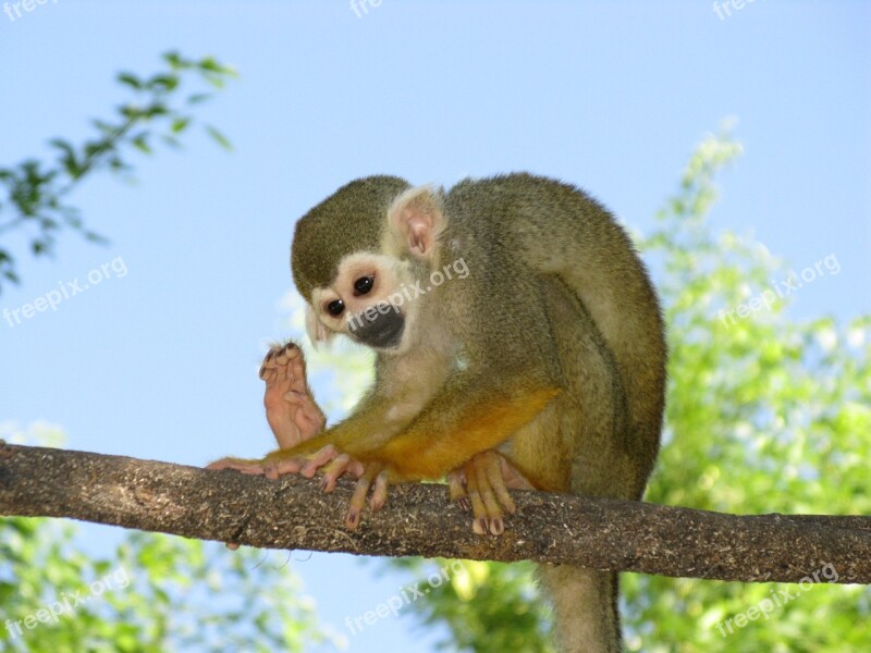 Monkey Primate Sitting Branch Wildlife