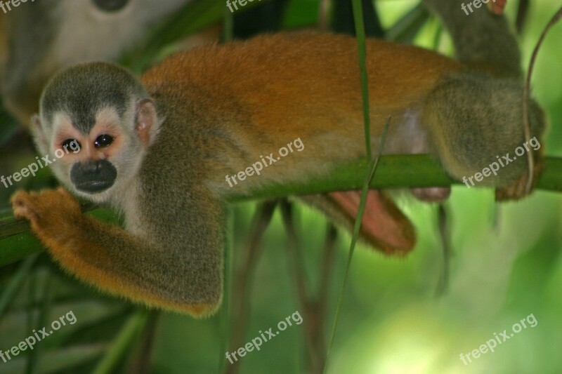 Monkey Squirrel Primate Wildlife Nature