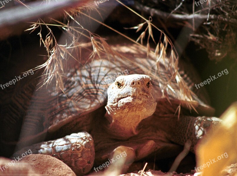 Tortoise Desert Turtle Wildlife Nature