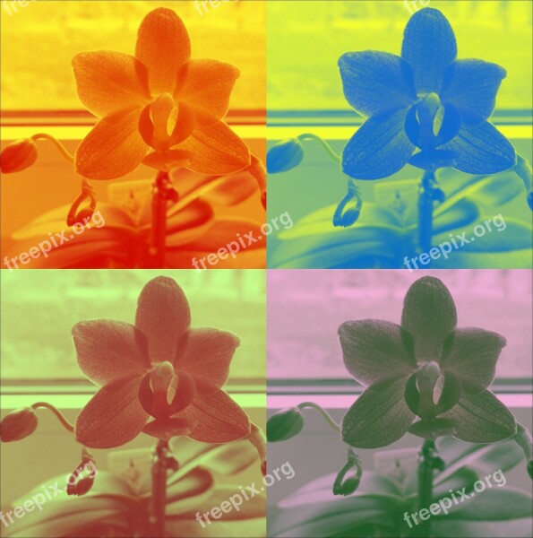 Orchid Colorful Flower Bloom Beautiful