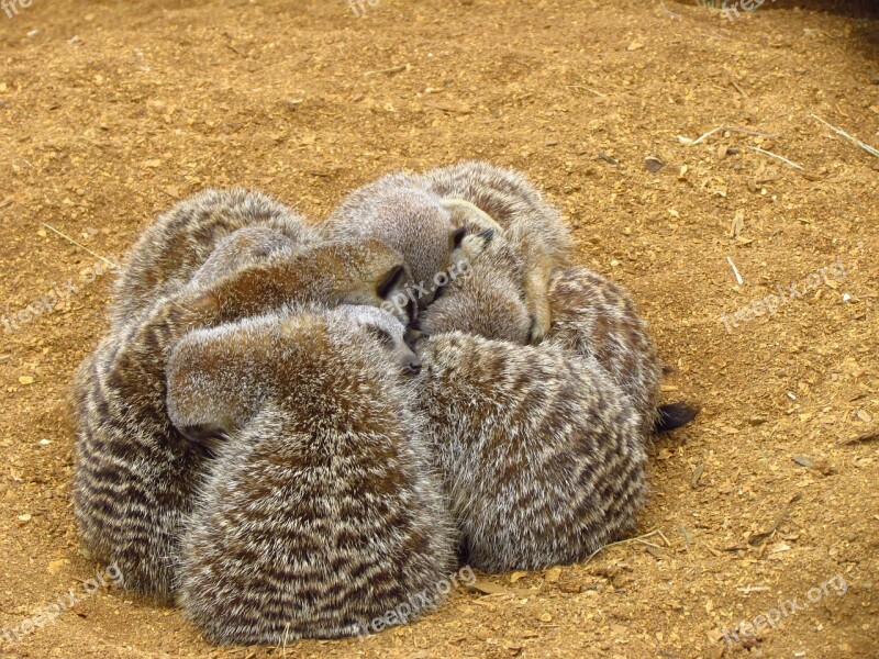 Meerkat Cuddle Sand Furry Cuddling