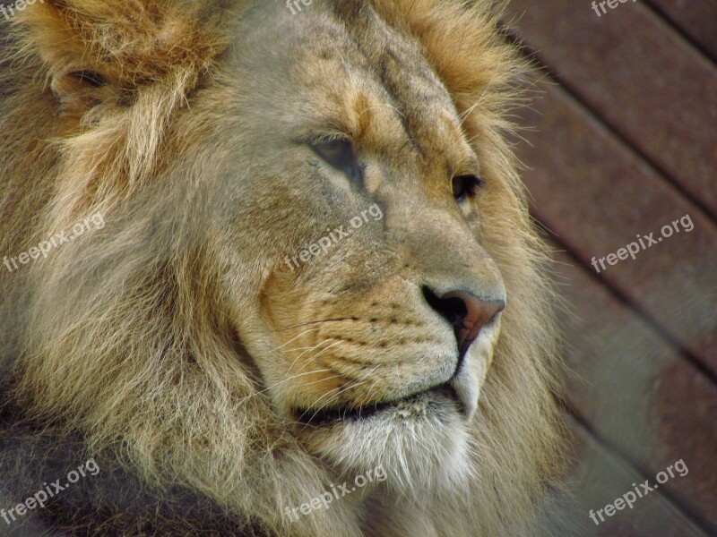 Lion Cat Wild Wildlife Predator