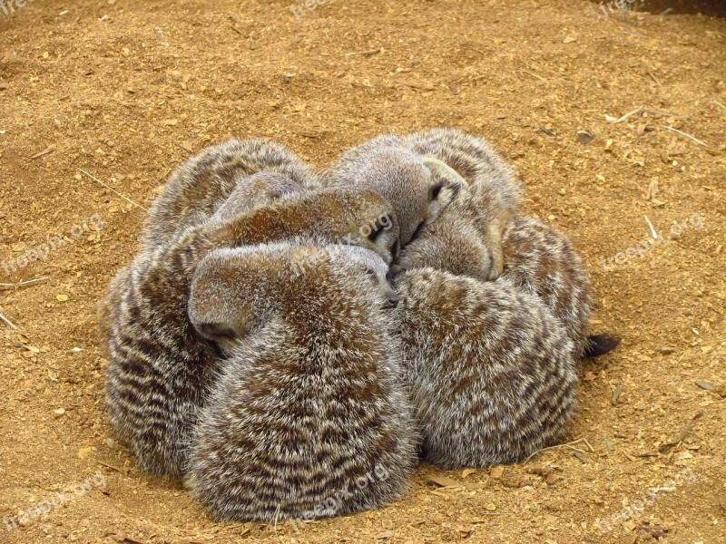 Meerkat Cuddle Sand Furry Cuddling