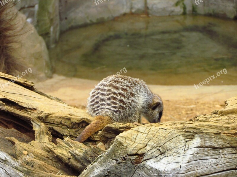 Meerkat Sand Furry Zoo Free Photos