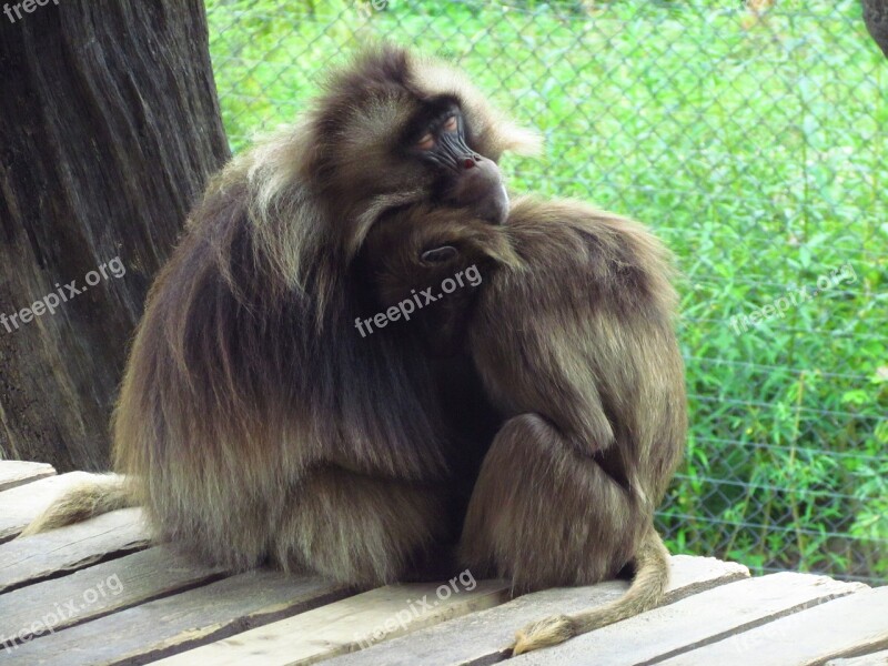 Monkey Cuddle Furry Zoo Animal