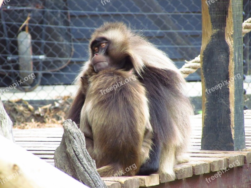 Monkey Cuddle Furry Zoo Animal