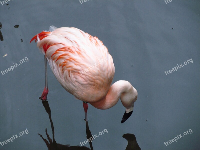 Flamingo Zoo Water Pink Exotic