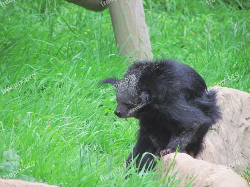 Unknown Zoo Furry Brown Sleepy