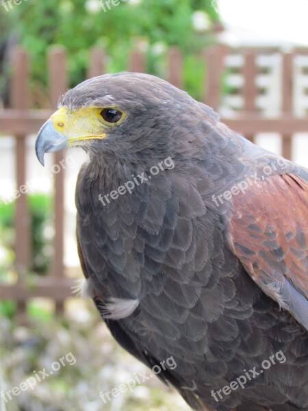 Bird Nature Animal Bird Of Prey Free Photos