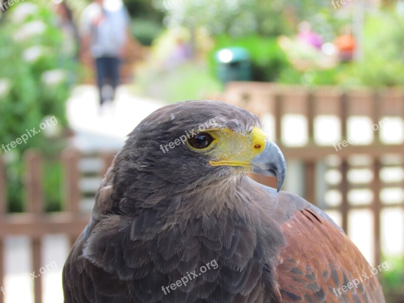 Bird Nature Animal Bird Of Prey Free Photos