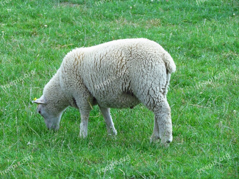 Sheep Nature Animal Grass Free Photos