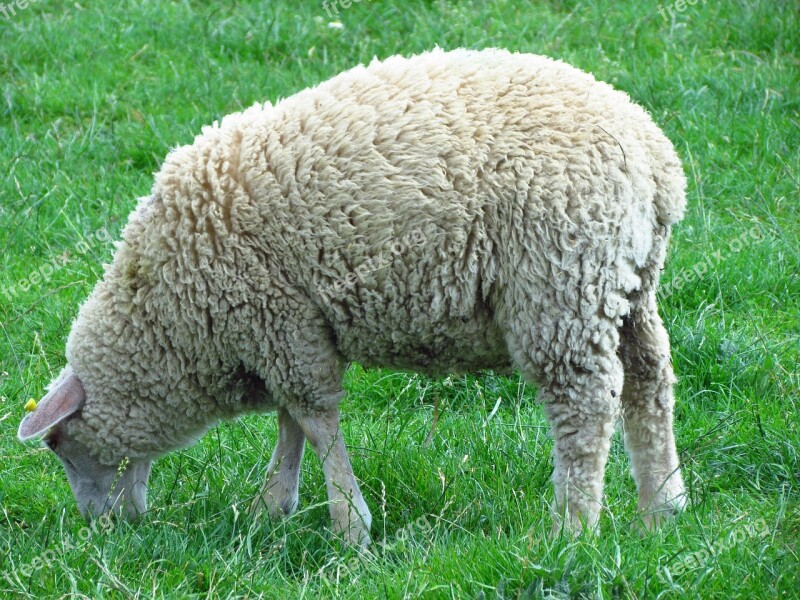 Sheep Nature Animal Grass Free Photos