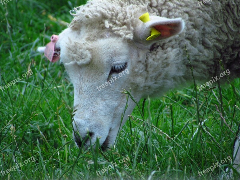 Sheep Nature Animal Grass Free Photos