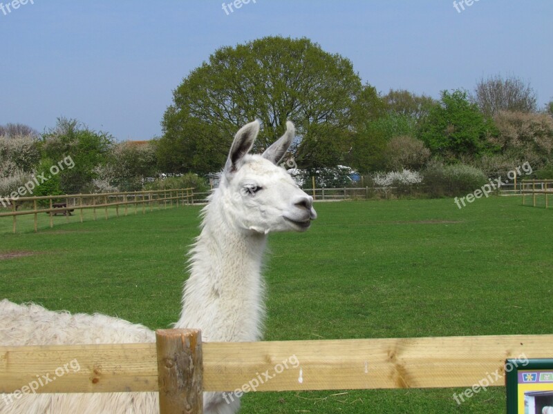 Llama Nature Animal Free Photos