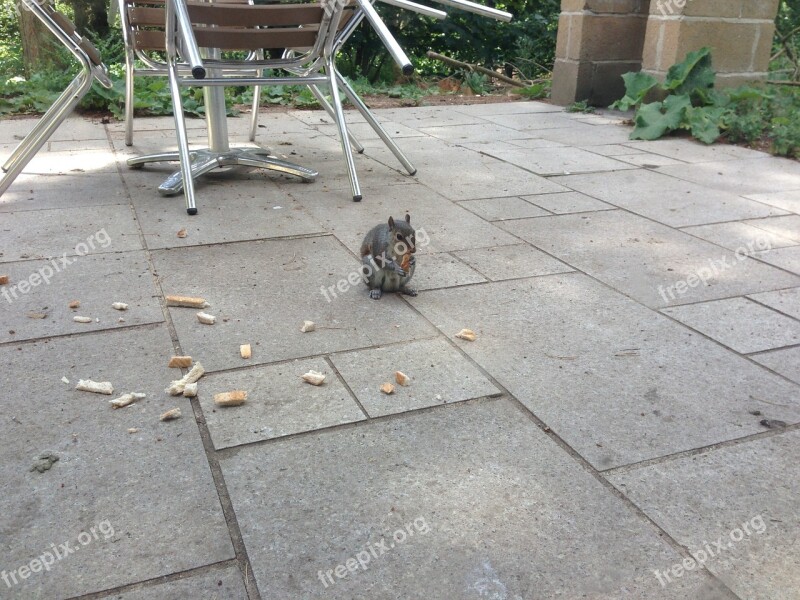 Patio Outdoor Squirrel Scraps Summer