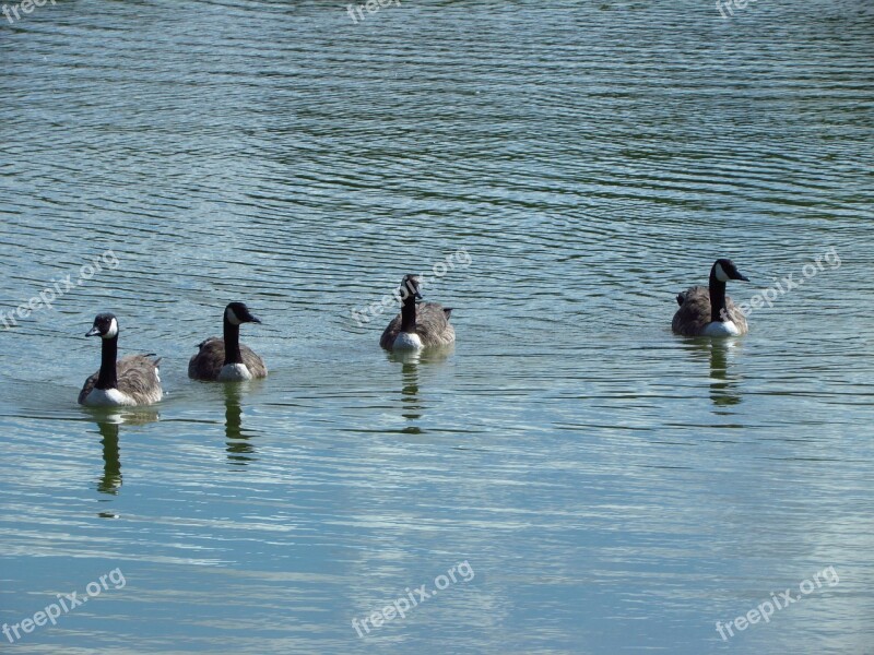 Birds Lake Nature Outdoor Essex