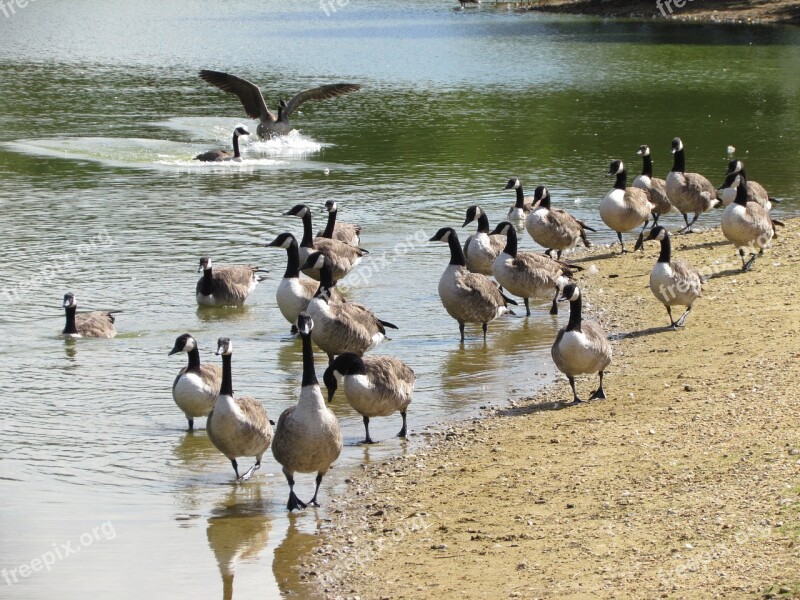 Birds Lake Nature Outdoor Essex