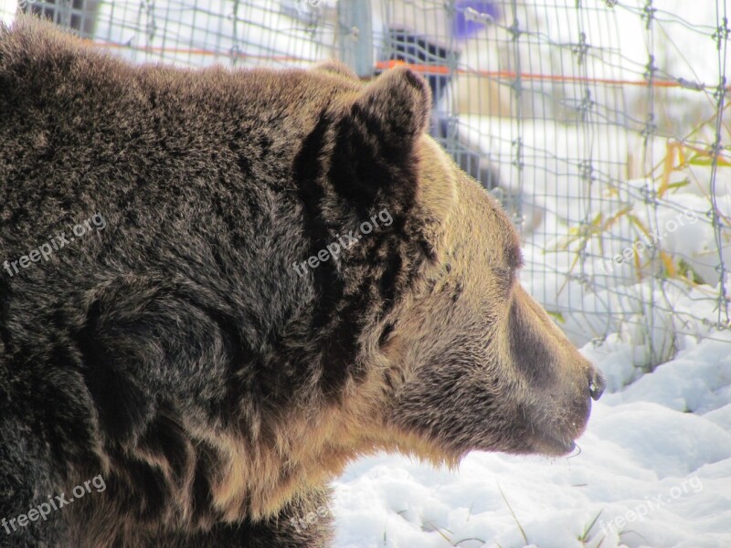 Grouse Mountain Canada Vancouver Snow Bear