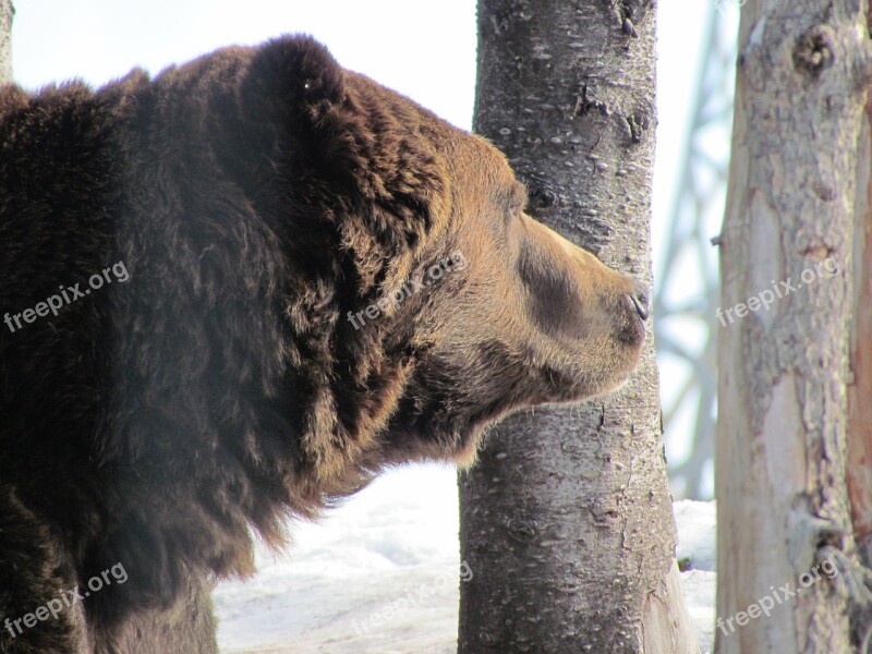 Grouse Mountain Canada Vancouver Snow Bear