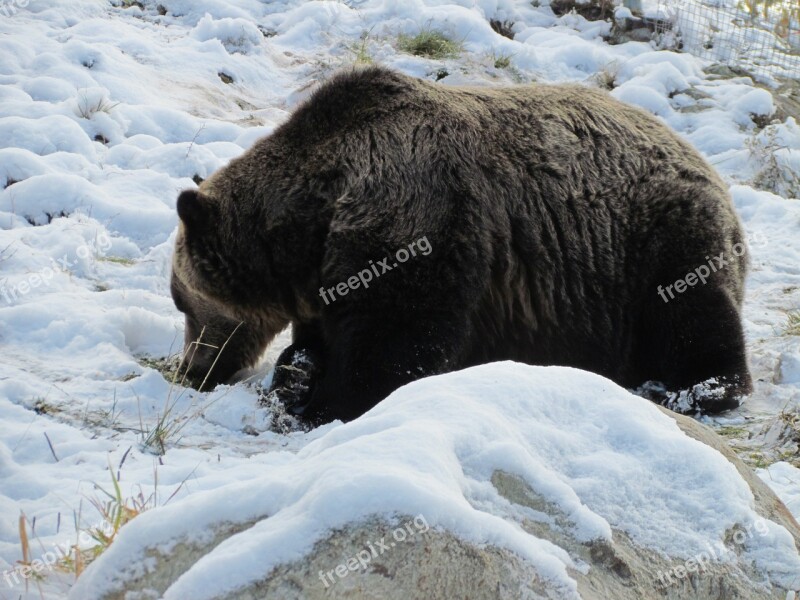 Grouse Mountain Canada Vancouver Snow Bear