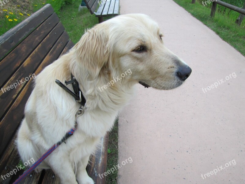 Dog Retriever Golden Free Photos