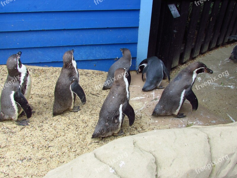 Penguin Zoo Bird Walking Free Photos