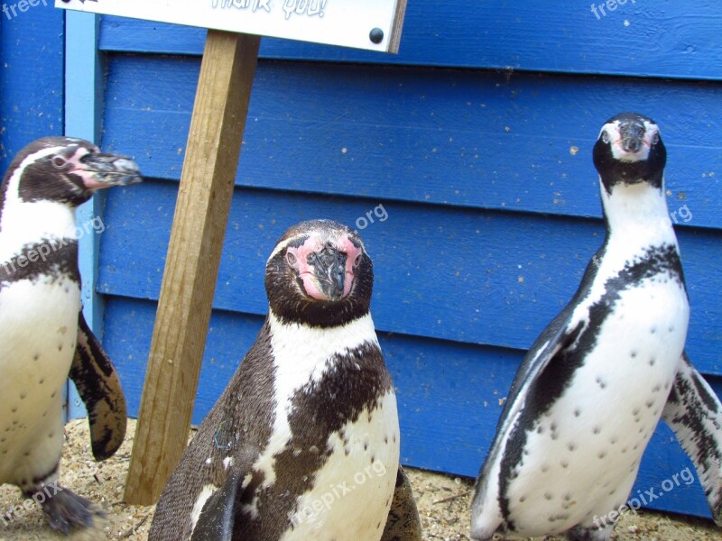 Penguin Zoo Bird Walking Free Photos