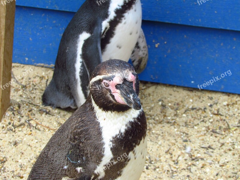 Penguin Zoo Water Green Bird