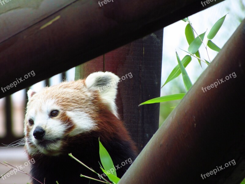 Red Panda Red Panda Eating Sitting