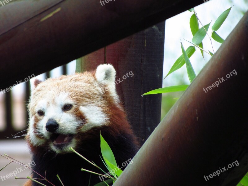 Red Panda Red Panda Eating Sitting