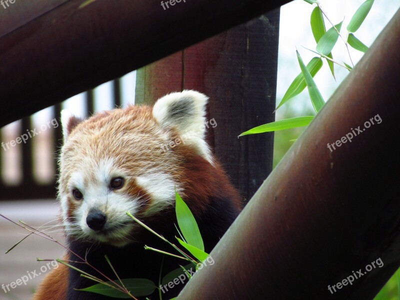 Red Panda Red Panda Eating Sitting