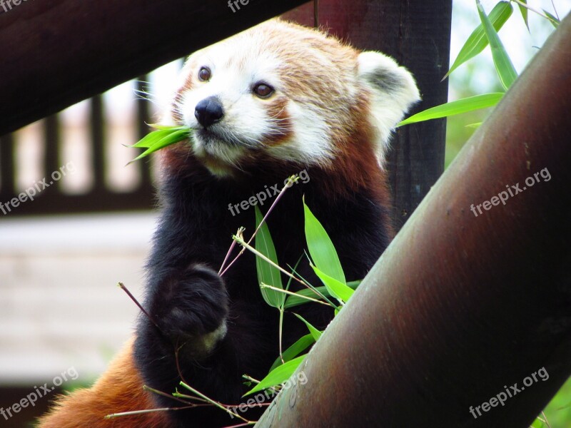 Red Panda Red Panda Eating Sitting