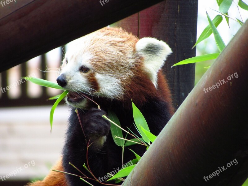 Red Panda Red Panda Eating Sitting