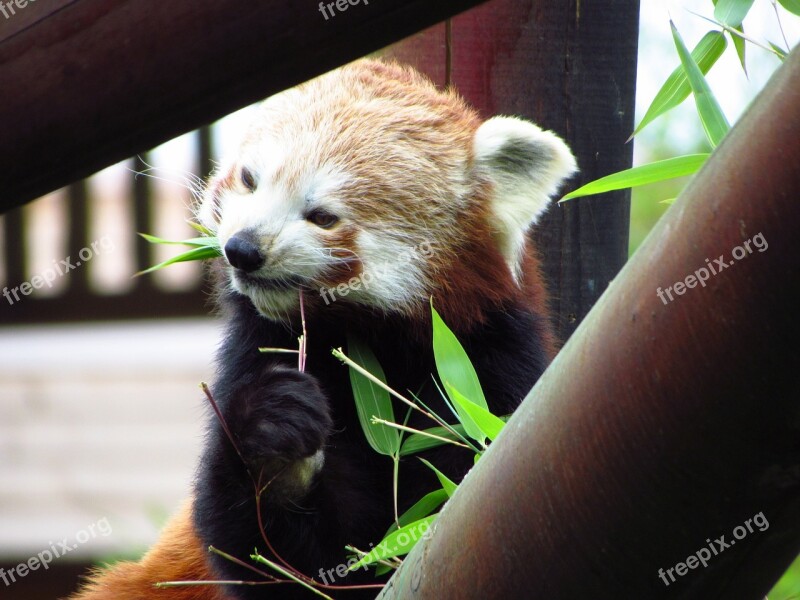 Red Panda Red Panda Eating Sitting