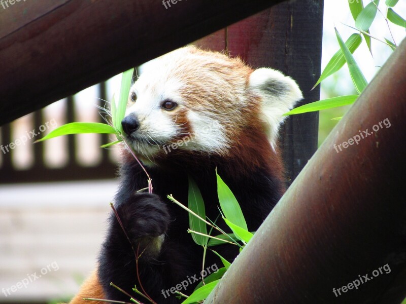 Red Panda Red Panda Eating Sitting