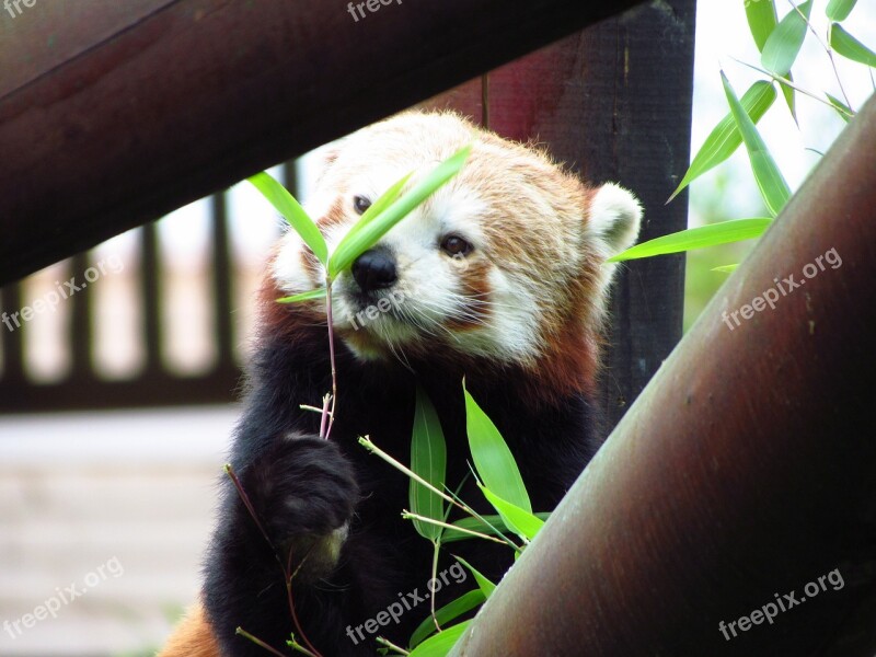 Red Panda Red Panda Eating Sitting