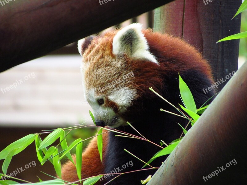 Red Panda Red Panda Eating Sitting