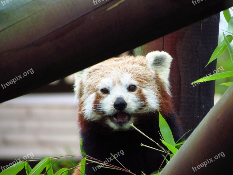 Red Panda Red Panda Eating Sitting