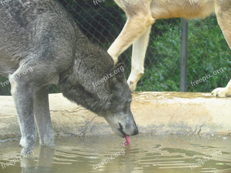 Wolf Zoo Wild Predator Drinking